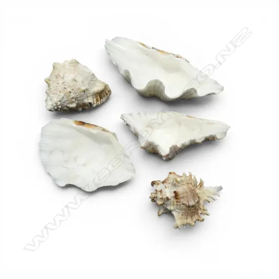 5 ASST SEASHELLS L.400mm