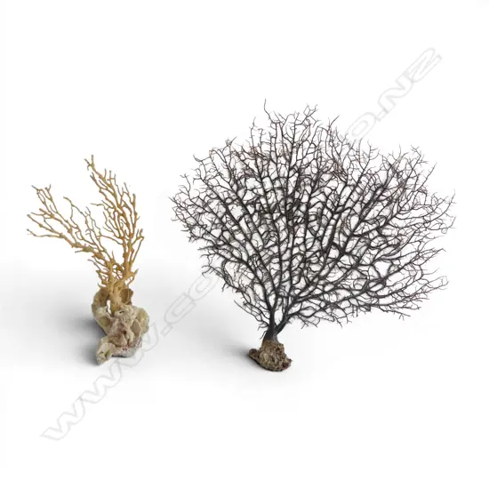 2 TWIG CORAL SPECIMENS Largest H.300mm