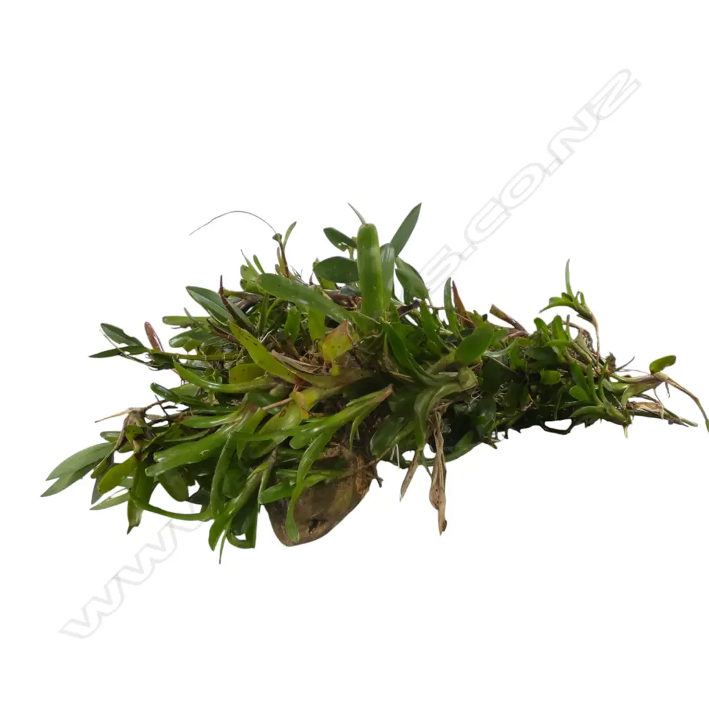 WOODEN BRANCH w. VARIOUS ORCHIDS AND BROMELIADS H.950mm Image 1++