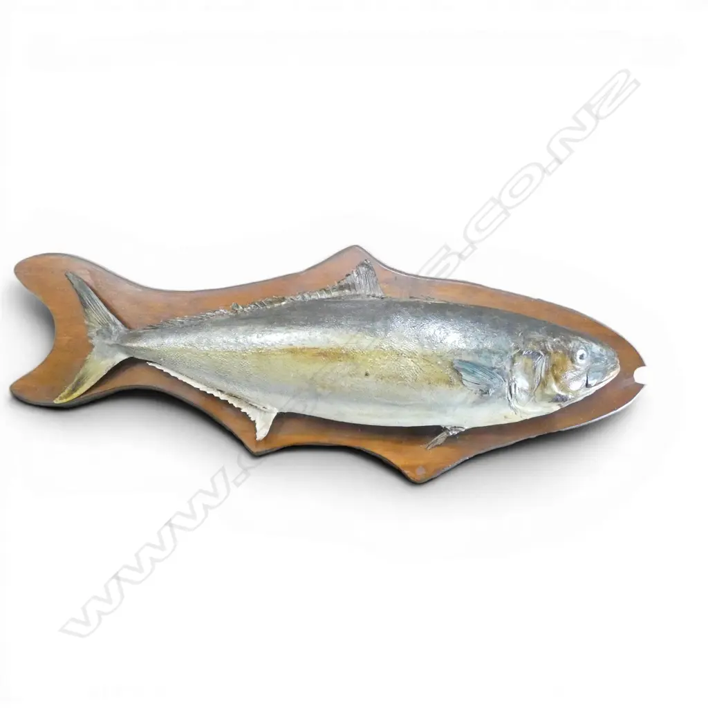 OLD TAXIDERMY YELLOWTAIL KINGFISH (Haku) L.1330mm O.A. Fish length 108cm. Some age distress showing Image 1++