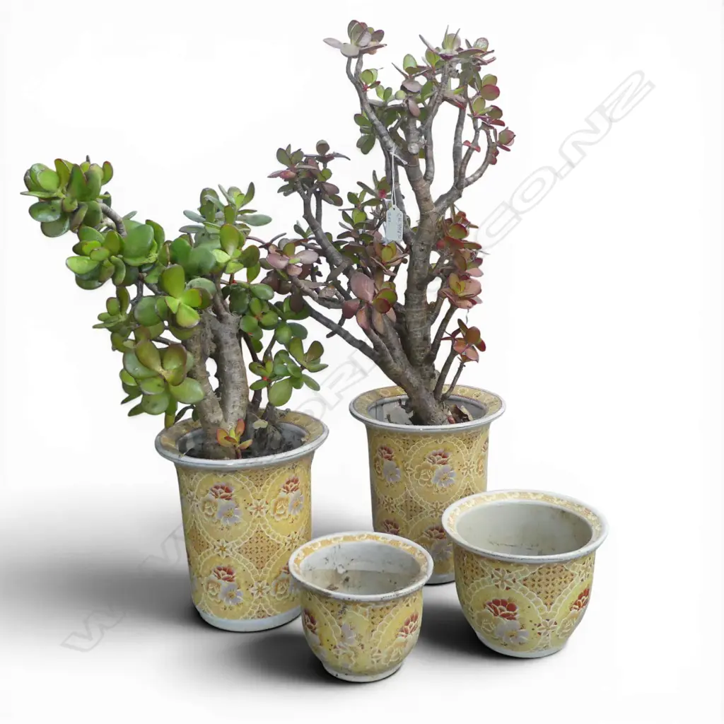 2 JADE PLANTS H.650mm + 2 POTS Image 1++