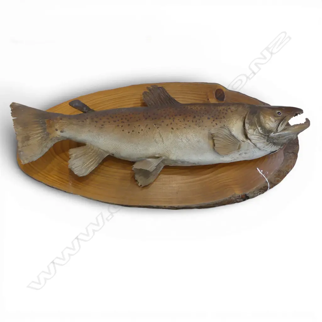 TAXIDERMY BROWN TROUT L.660mm Image 1++