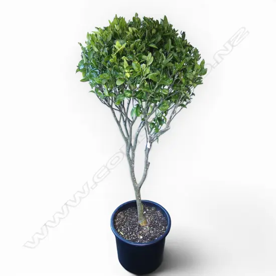 STANDARD / LOLLIPOP MANDARIN TREE H.1900mm
