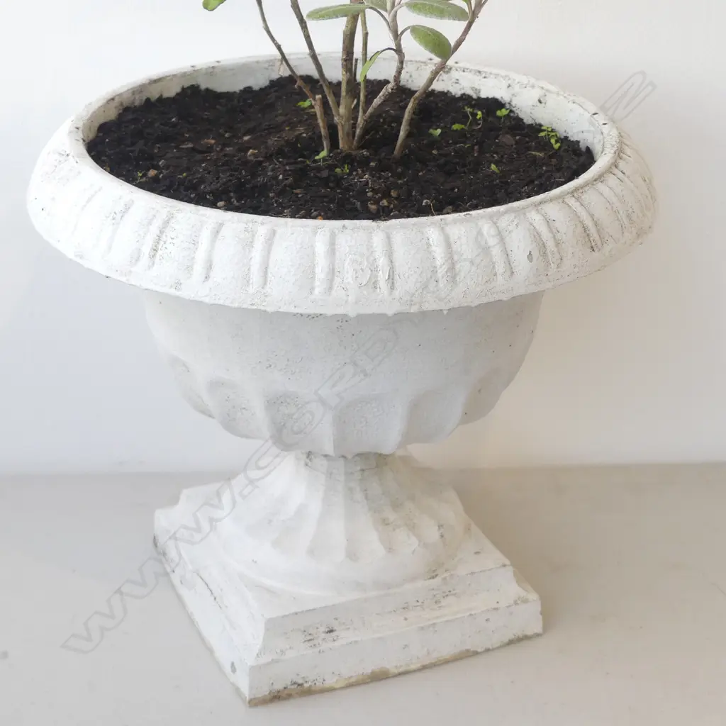 POTTED NZ DAISY BUSH, H. 660MM Image 1++