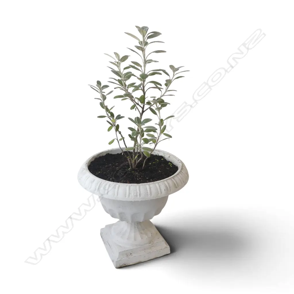 POTTED NZ DAISY BUSH, H. 660MM Image 1++