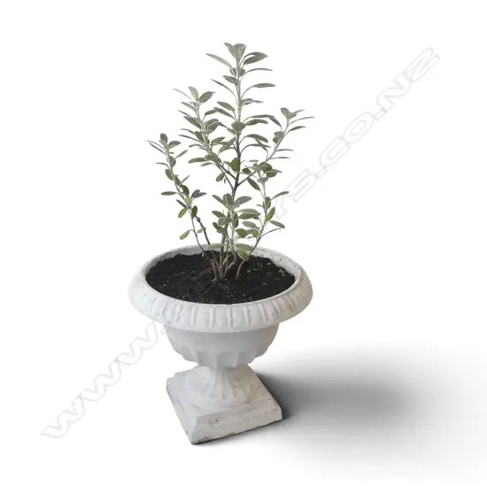 POTTED NZ DAISY BUSH, H. 660MM