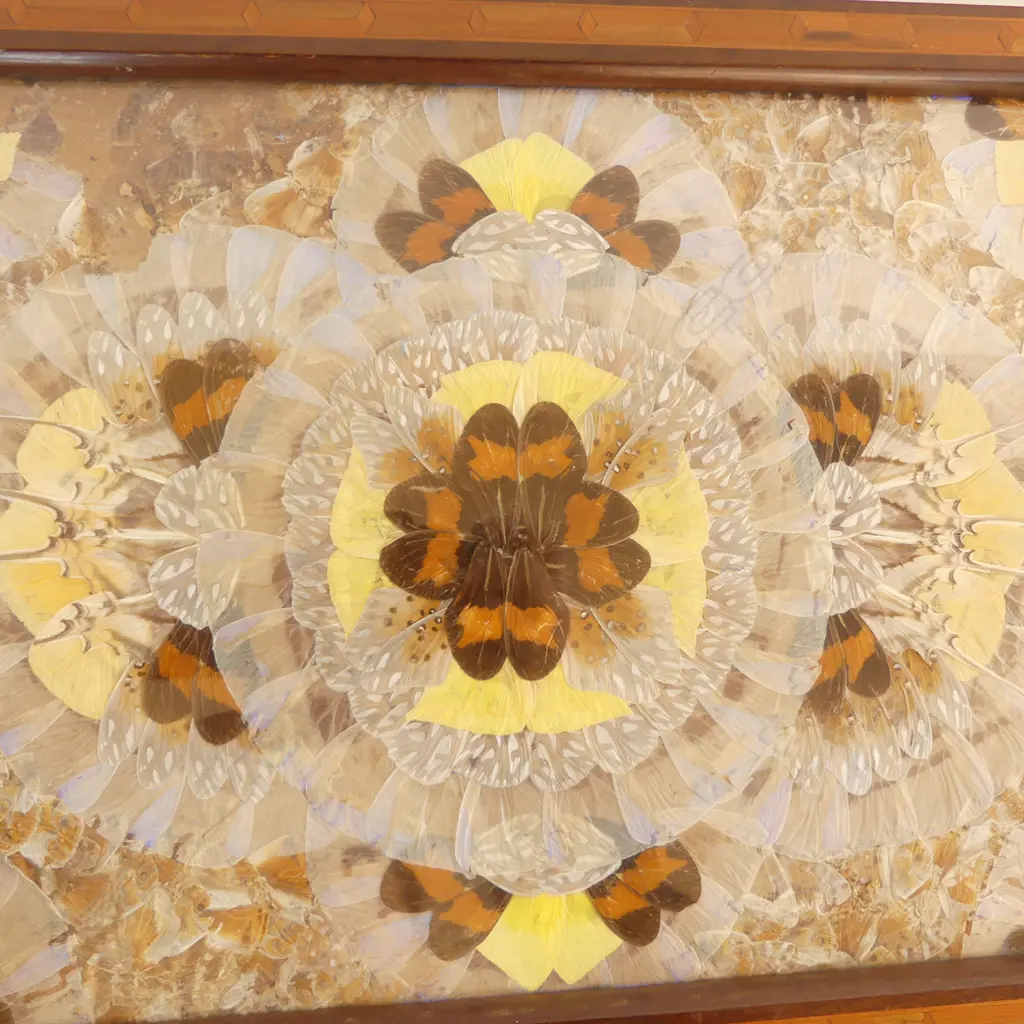 ANTIQUE BUTTERFLY WING TRAY (HANDLE REPAIR), L.465MM W.285MM Image 1++