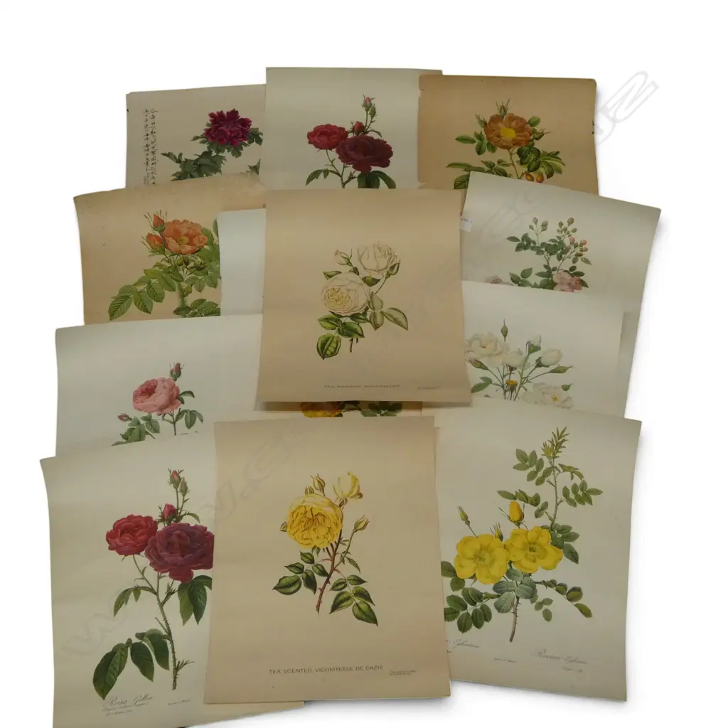 COLLECTION OF 20thC BOTANICAL PRINTS 410x300mm Image 1++