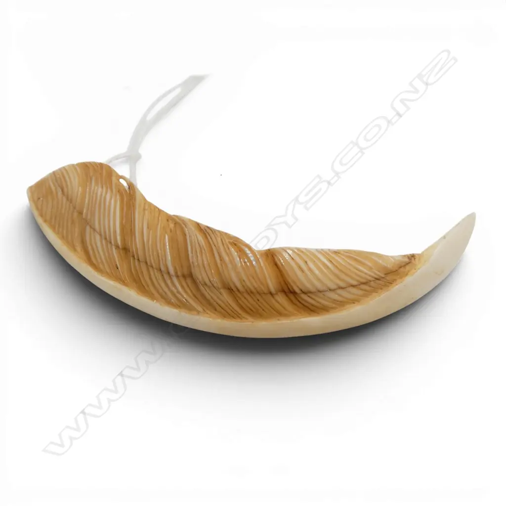 Fumio Noguchi (JAPANESE/NZ) finely CARVED WILD PIG TUSK FEATHER. Natural hair cracks. L.70mm With detailed card Image 1++