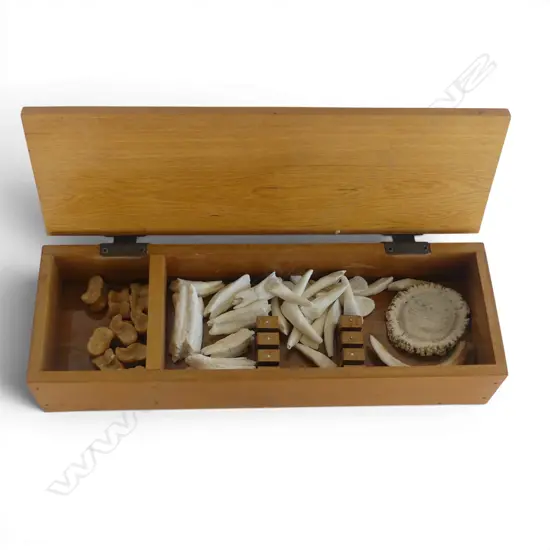 WOODEN BOX L430MM CONTAING KNUCKLE BONES BUFFALO TEETH BOAR TUSK & ANTLER STUB