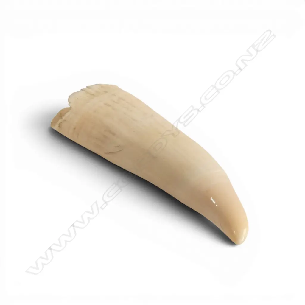 SPERM WHALE TOOTH L125MM Image 1++