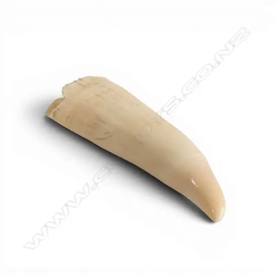 SPERM WHALE TOOTH L125MM