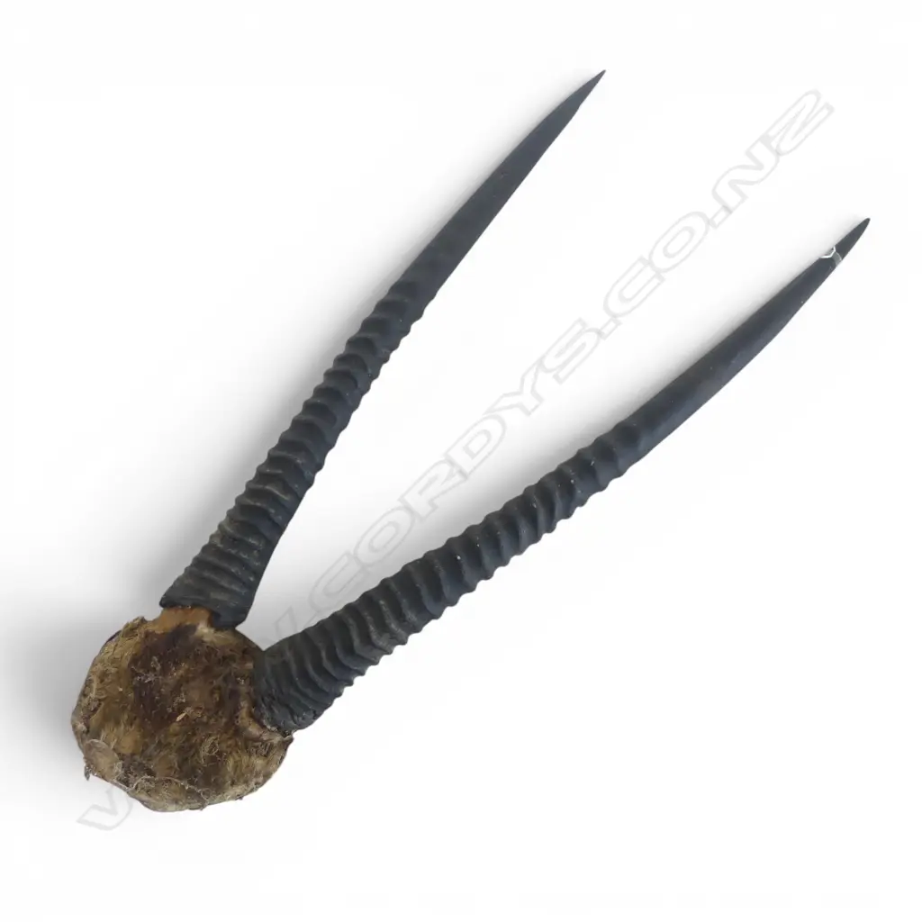 AFRICAN ANTELOPE HORNS L.920mm Image 1++