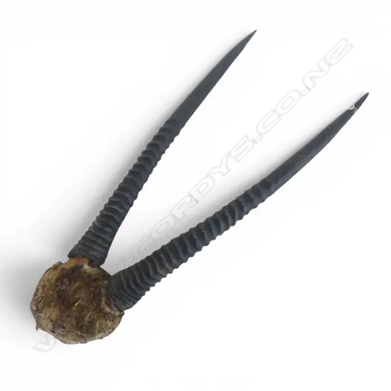 AFRICAN ANTELOPE HORNS L.920mm