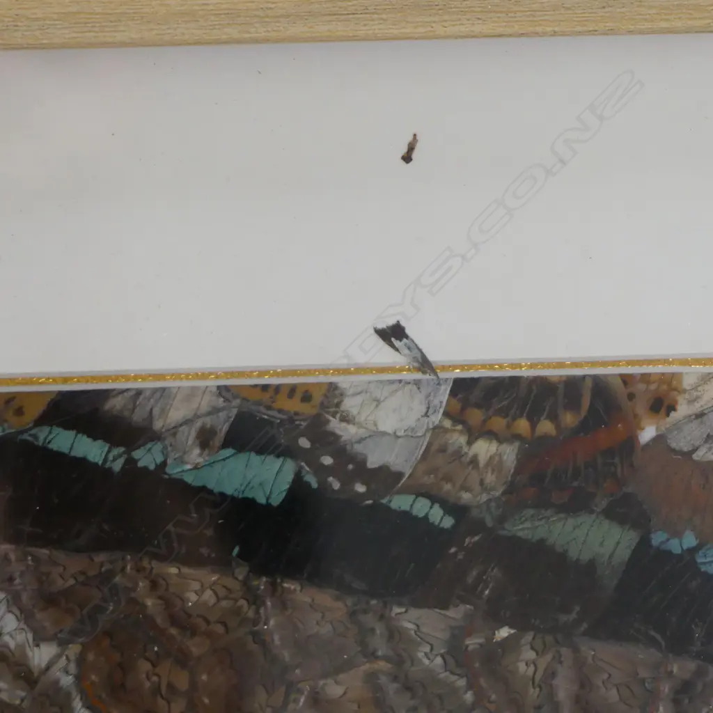 FRAMED BUTTERFLY WING ARTWORK 265x460mm Image 1++