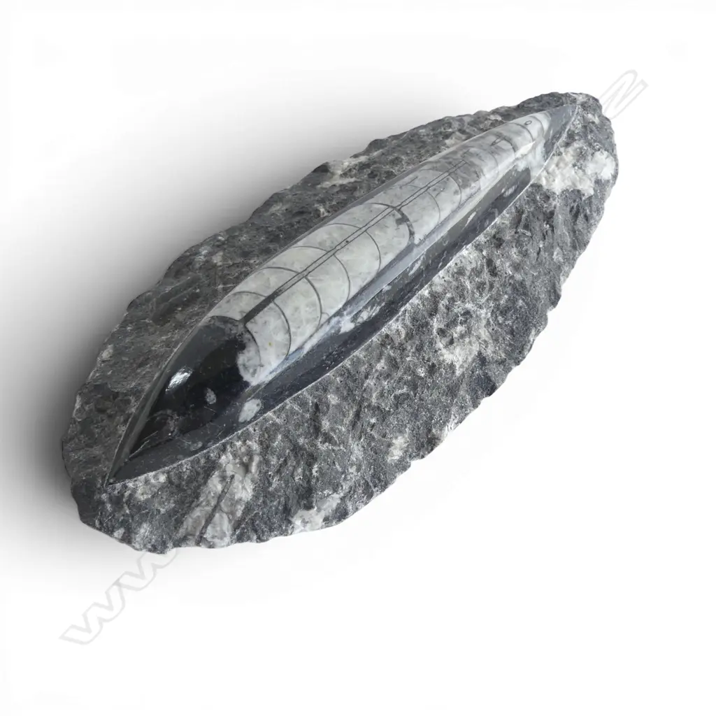 ORTHOCERAS FOSSIL L.200mm Image 1++