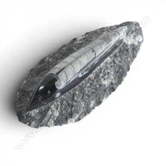 ORTHOCERAS FOSSIL L.200mm