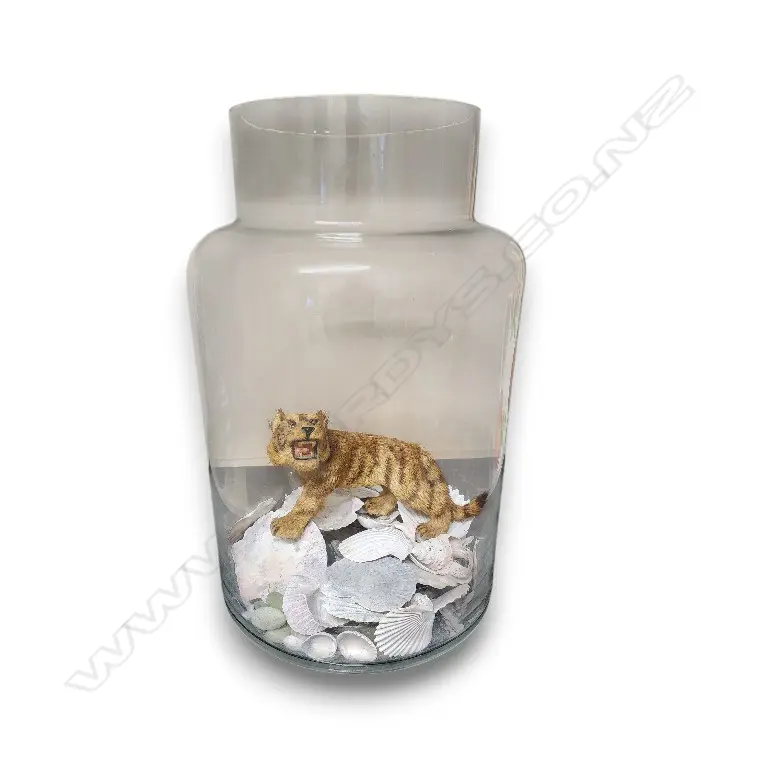 TIGER FIGURINE PLACED INSIDE A LARGE GLASS JAR ON A BED OF SEASHELLS 380mm H Image 1++