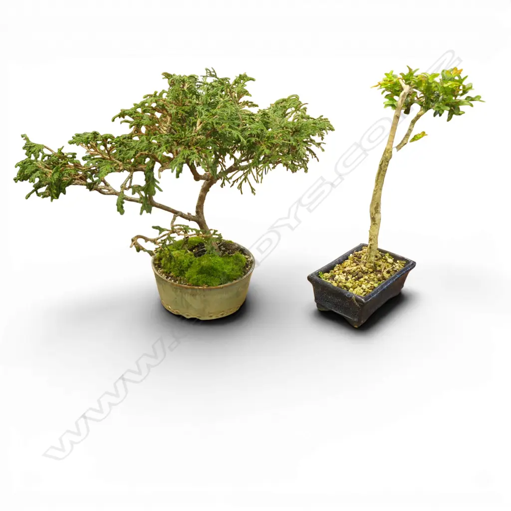 2 BONSAI; CYPRESS & BUXUS H.300mm Image 1++