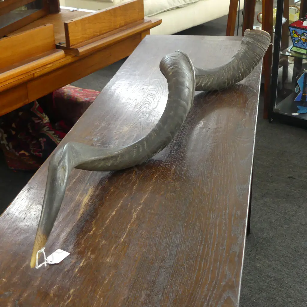 AFRICAN KUDU HORN L.1040mm Image 1++