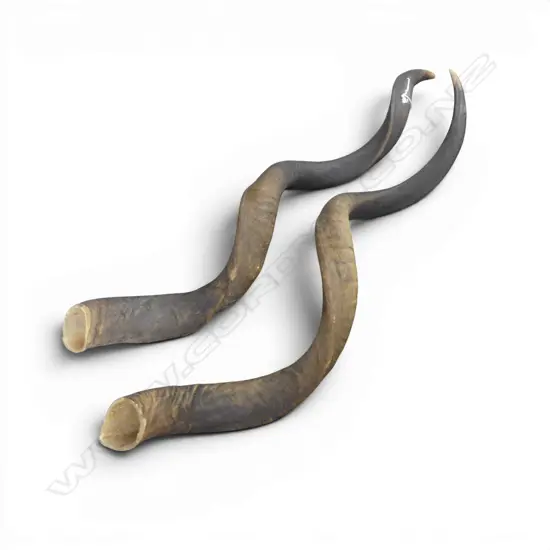 PR ADULT KUDU HORNS. L.950mm