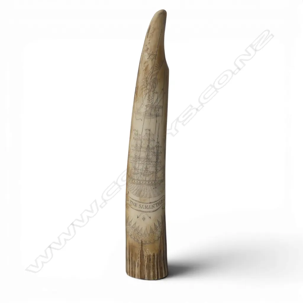 RESIN SCRIMSHAW TUSK L.295mm Image 1++
