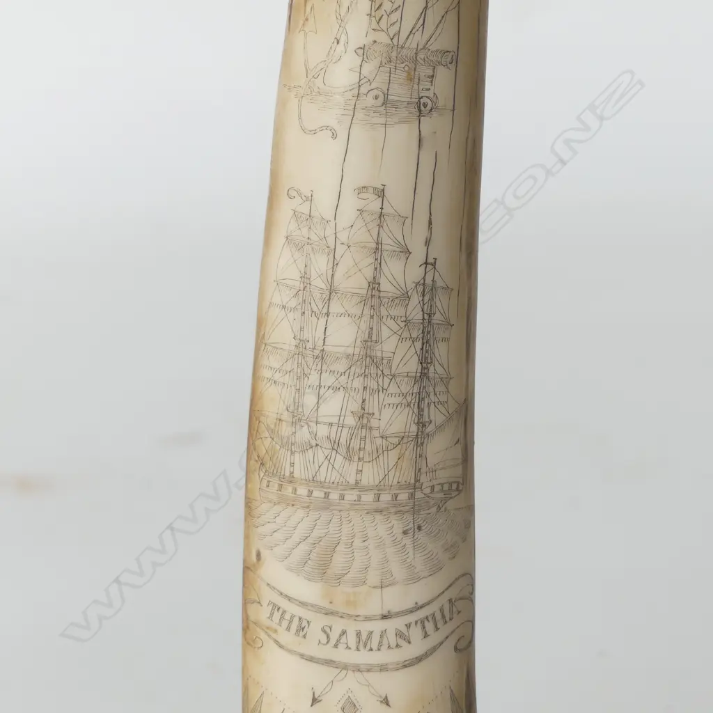 RESIN SCRIMSHAW TUSK L.295mm Image 1++