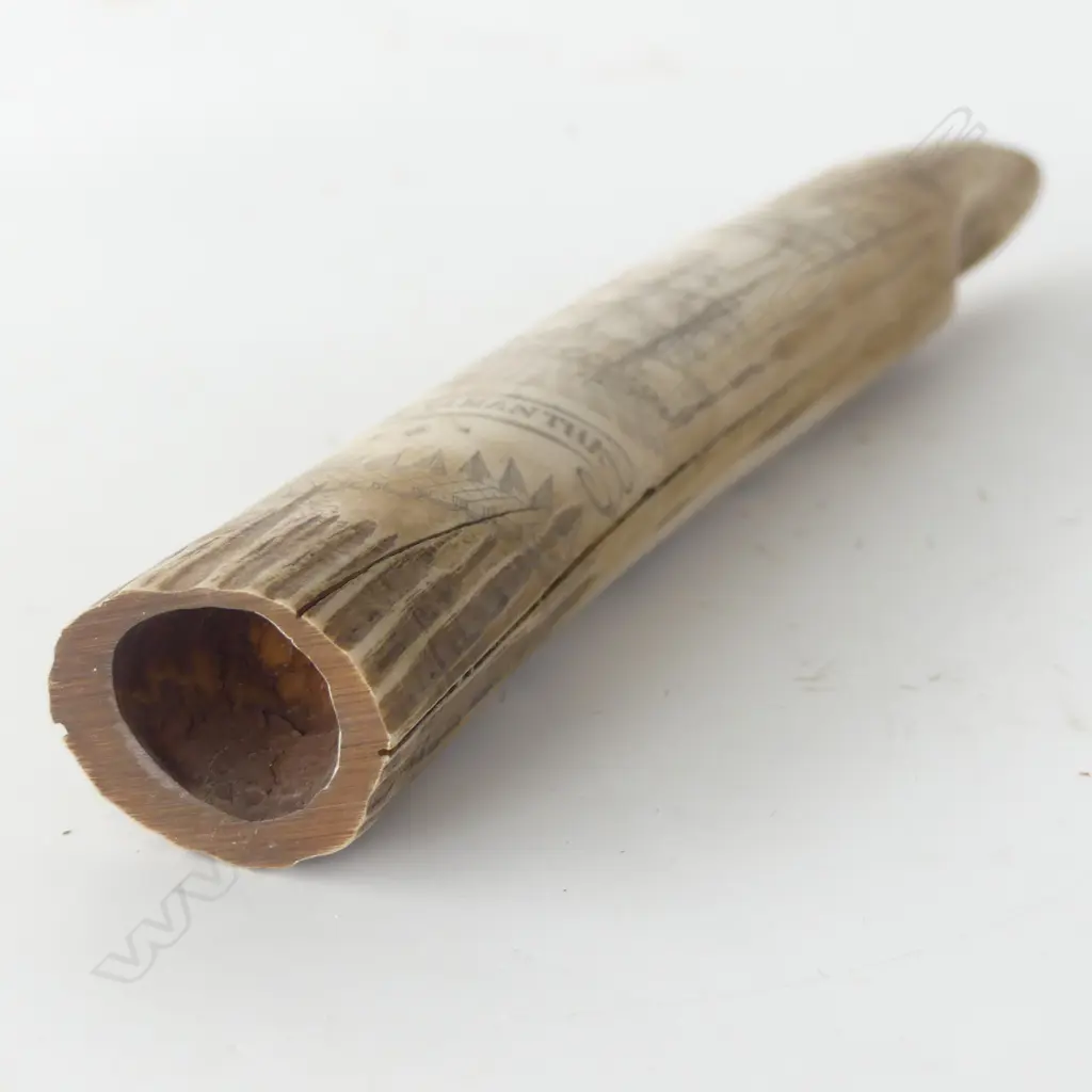 RESIN SCRIMSHAW TUSK L.295mm Image 1++