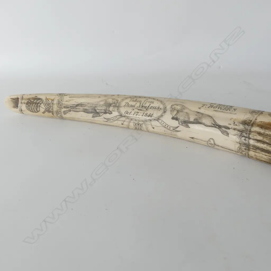 RESIN SCRIMSHAW TUSK L.520mm Image 1++