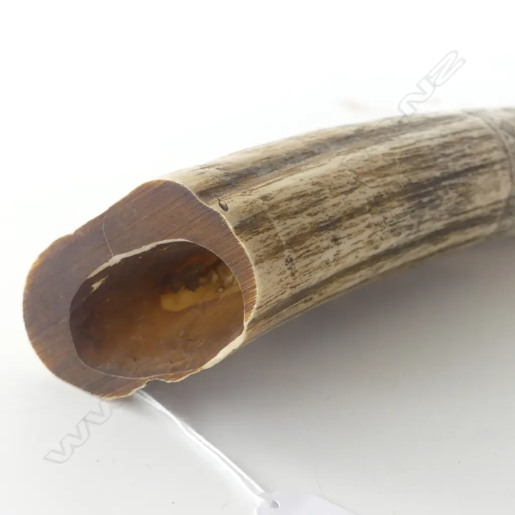 RESIN SCRIMSHAW TUSK L.520mm Image 1++