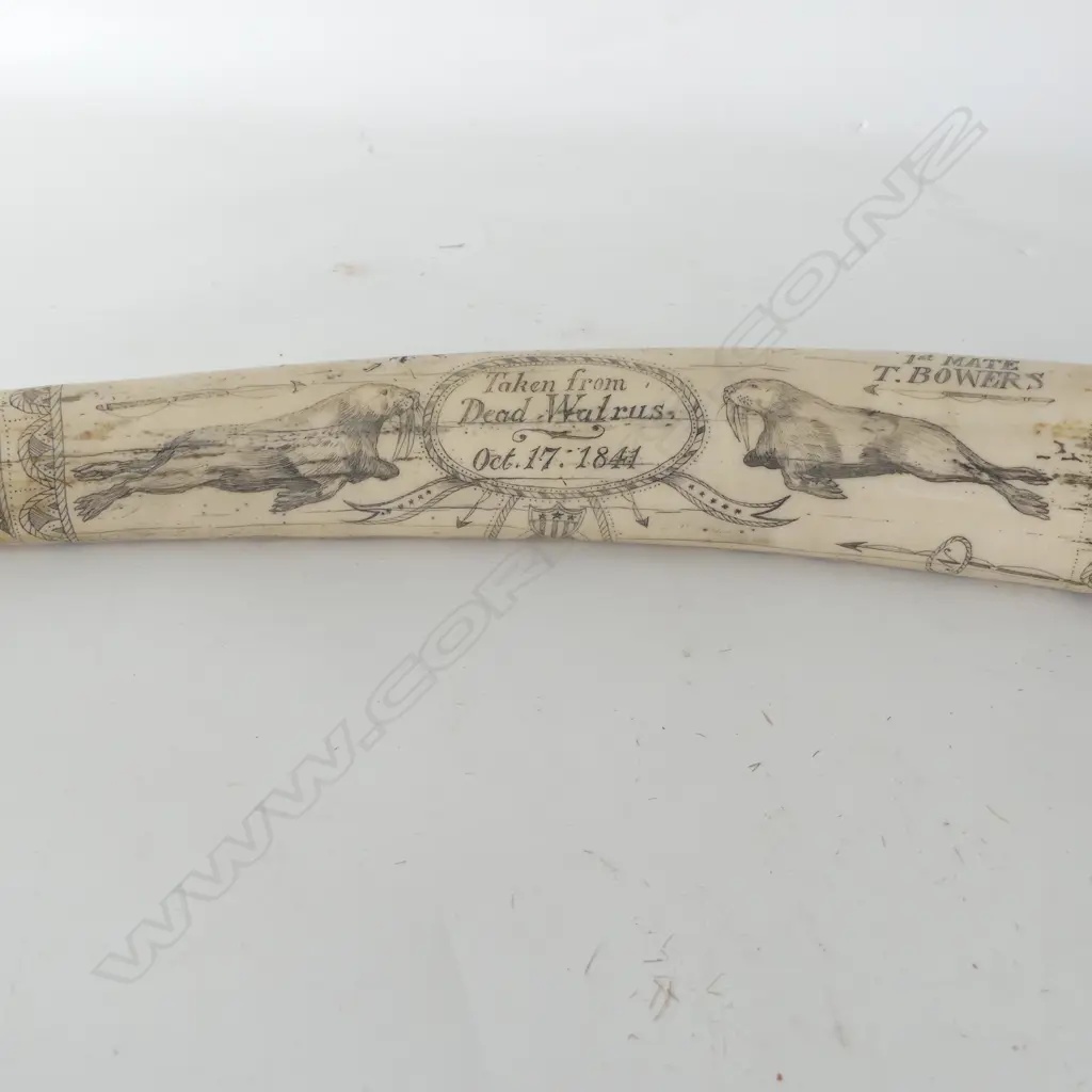 RESIN SCRIMSHAW TUSK L.520mm Image 1++