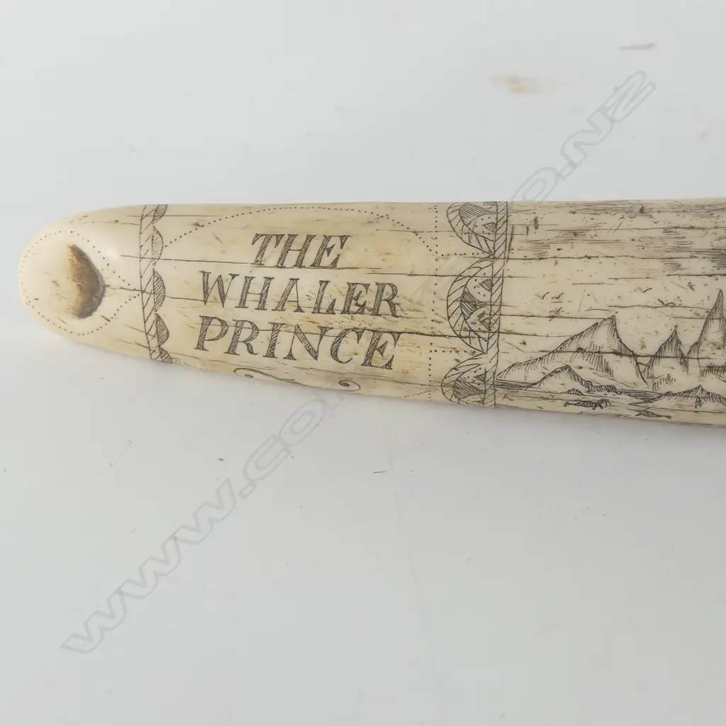 RESIN SCRIMSHAW TUSK L.520mm Image 1++