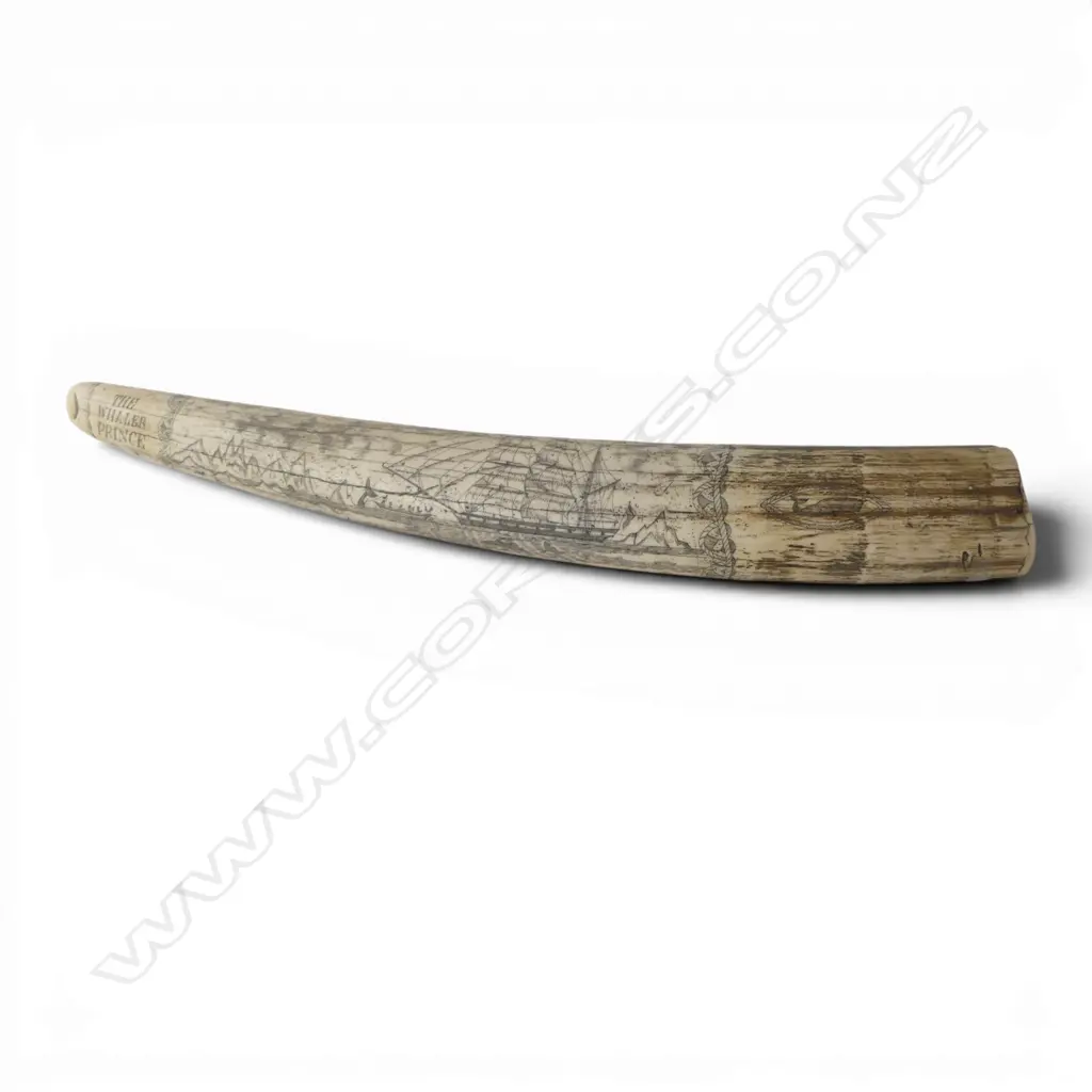 RESIN SCRIMSHAW TUSK L.520mm Image 1++