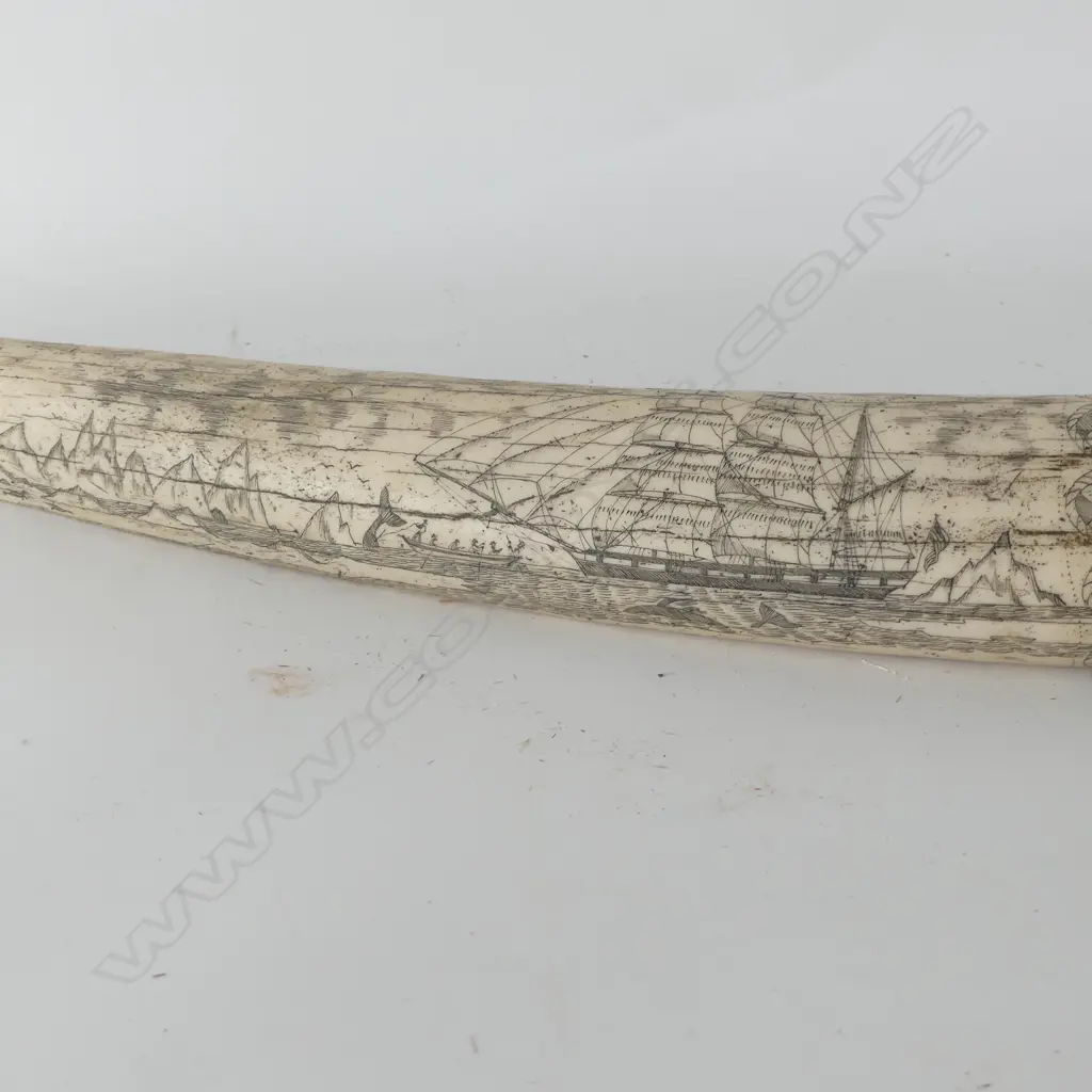 RESIN SCRIMSHAW TUSK L.520mm Image 1++