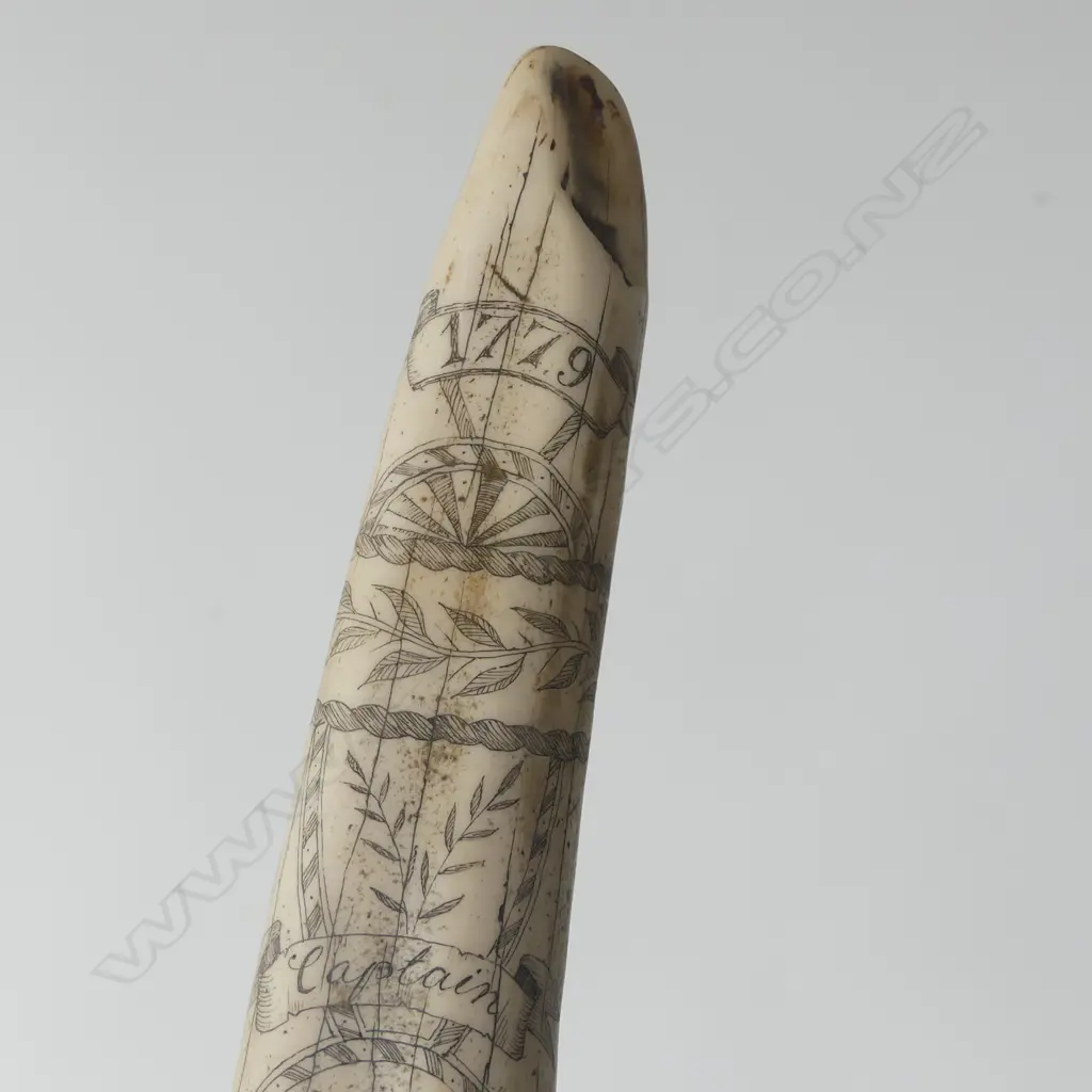 RESIN SCRIMSHAW TUSK L.545mm Image 1++