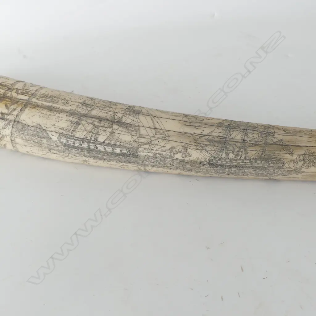 RESIN SCRIMSHAW TUSK L.545mm Image 1++