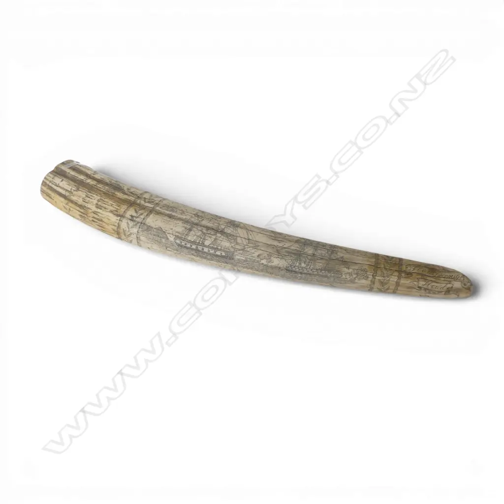 RESIN SCRIMSHAW TUSK L.545mm Image 1++
