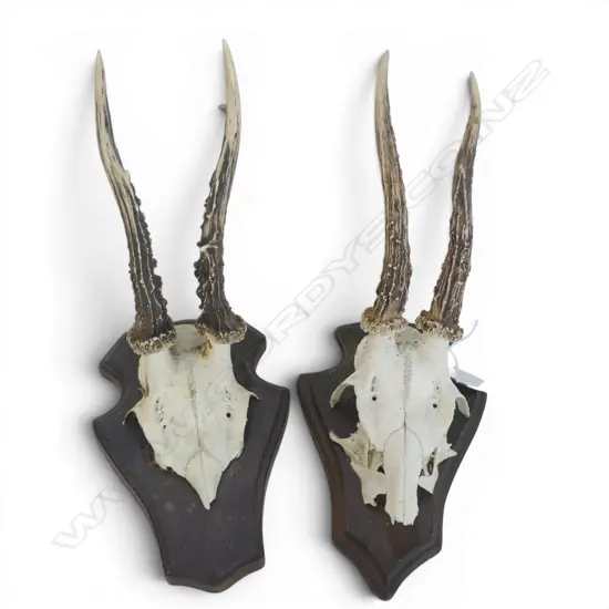 2 small ANTELOPE SKULL & HORN MOUNTS on oak shield mounts. H.330mm