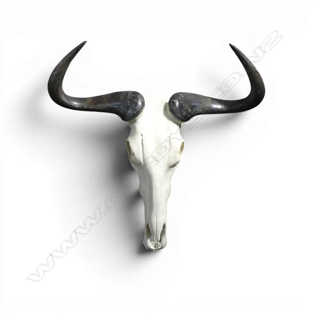 WILDERBEEST SKULL & HORNS polished finish. W.620mm Image 1++