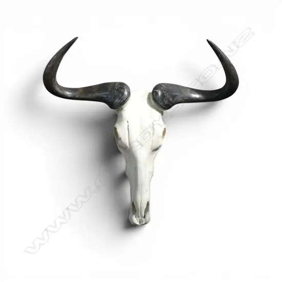 WILDERBEEST SKULL & HORNS polished finish. W.620mm