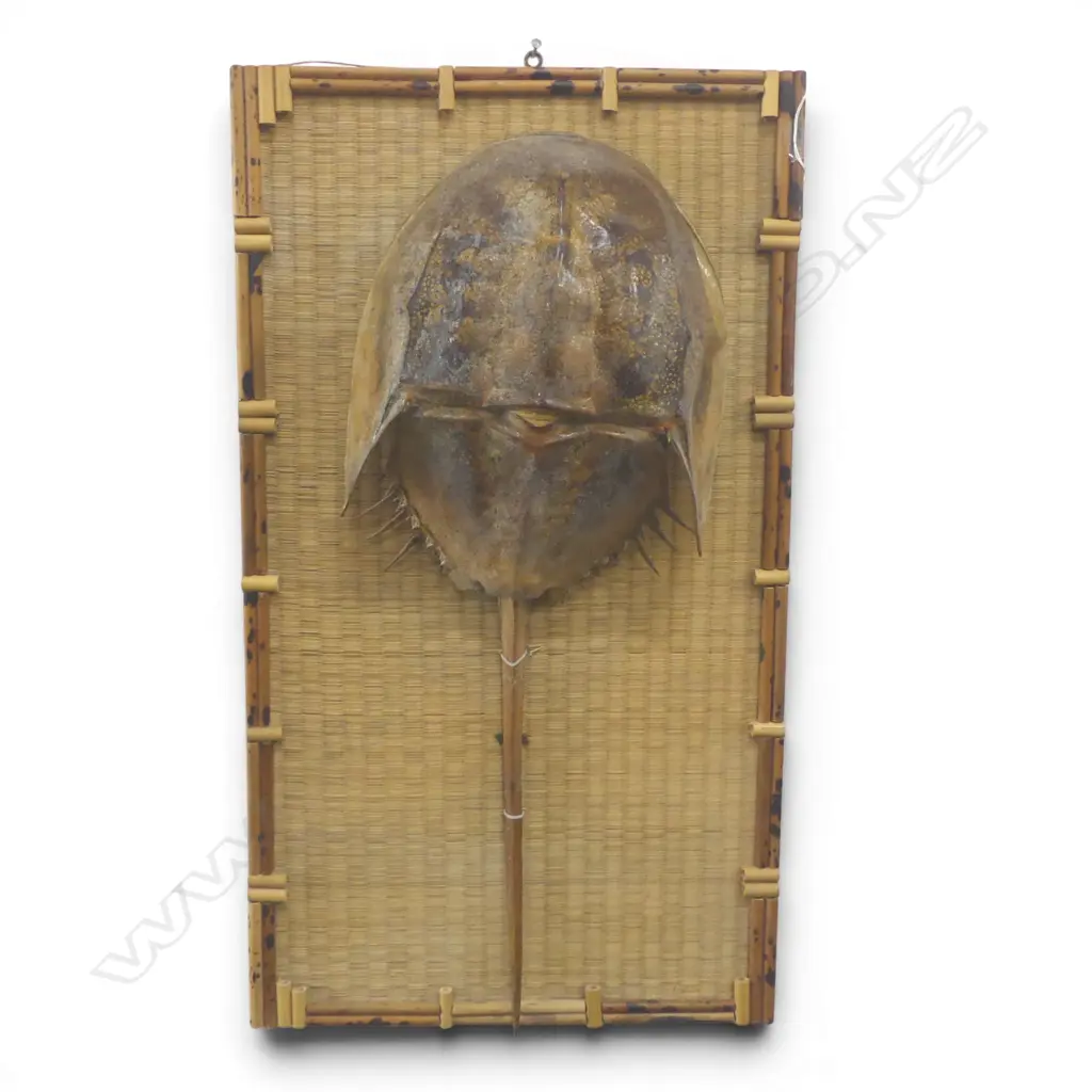 LARGE ATLANTIC HORSESHOE CRAB L.660mm mounted on decorative bamboo & cane backing Image 1++
