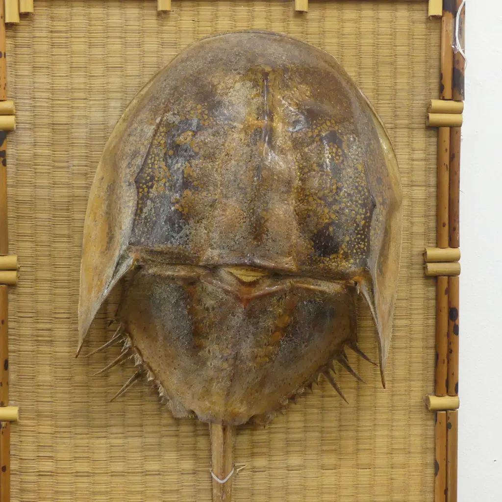 LARGE ATLANTIC HORSESHOE CRAB L.660mm mounted on decorative bamboo & cane backing Image 1++