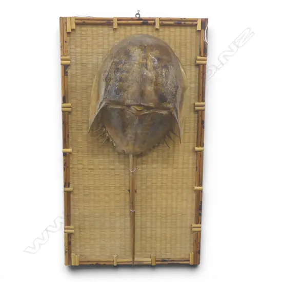 LARGE ATLANTIC HORSESHOE CRAB L.660mm mounted on decorative bamboo & cane backing