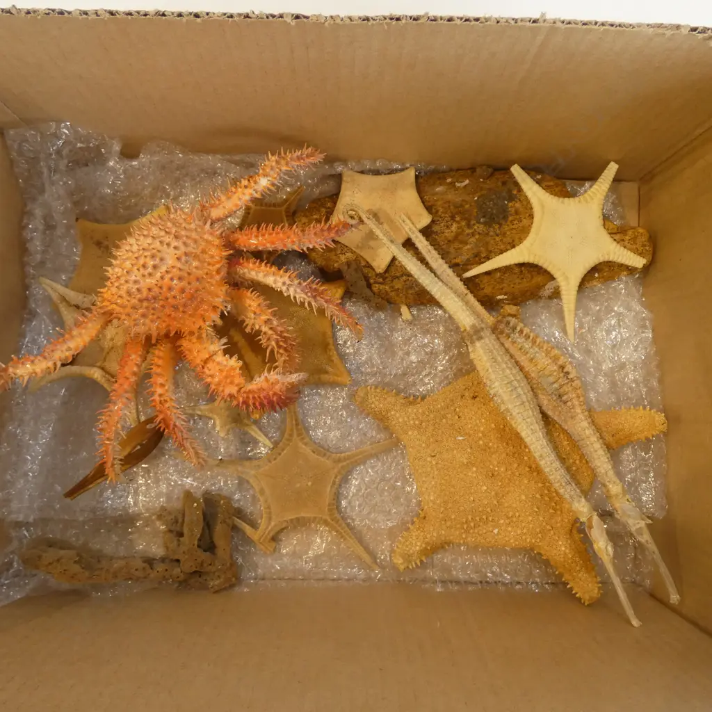 ASST. STAR FISH, SEA HORSES, CRAB ETC Image 1++