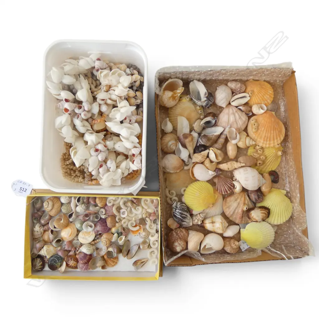3 BOXES ASST. SHELLS Image 1++