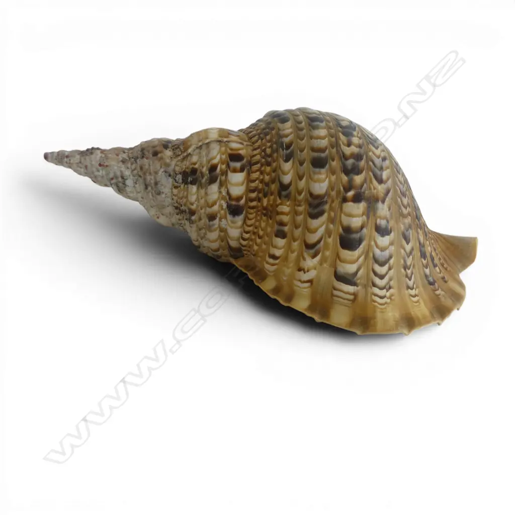 LARGE NATURAL WORLD SEA SHELL L340MM Image 1++