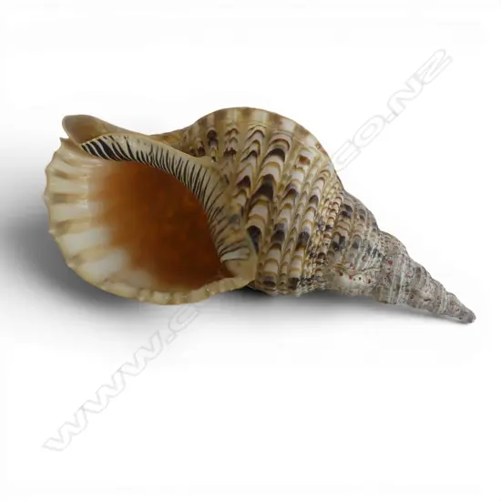 LARGE NATURAL WORLD SEA SHELL L340MM
