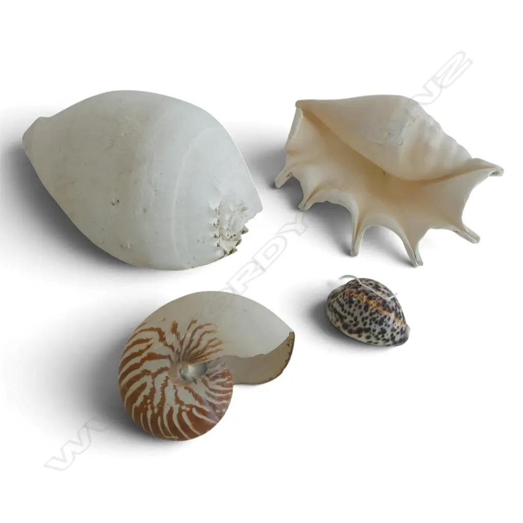 4 SHELLS LARGEST L.275mm Image 1++