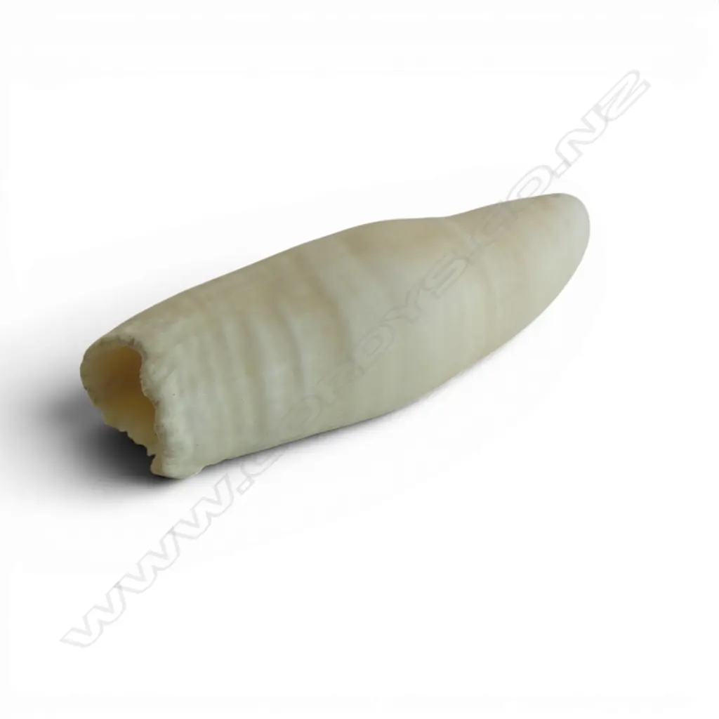 WHALE TOOTH L.100mm Image 1++