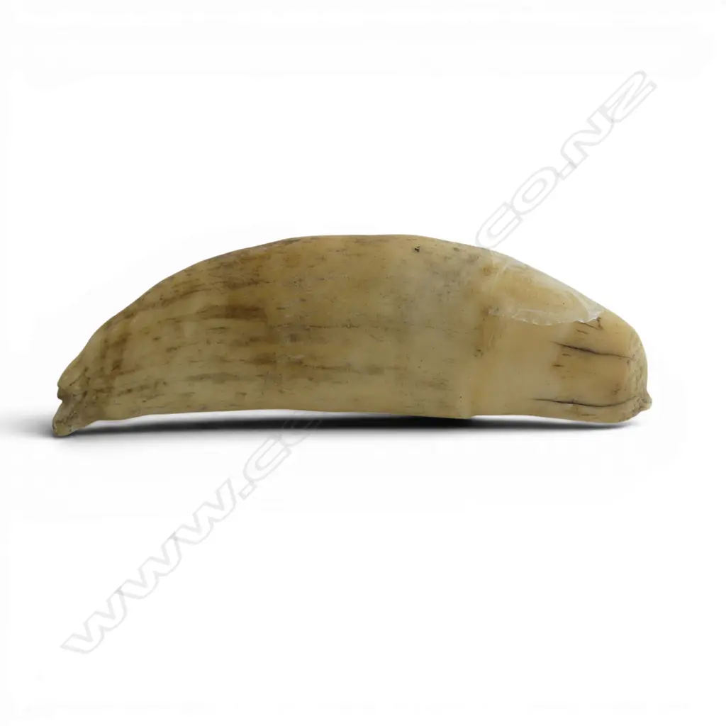 SMALL WHALES TOOTH L.90mm Image 1++